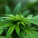 Possess Dangerous Drugs Icon | Cannabis Plant