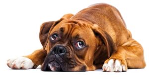 Sad looking boxer dog laying down