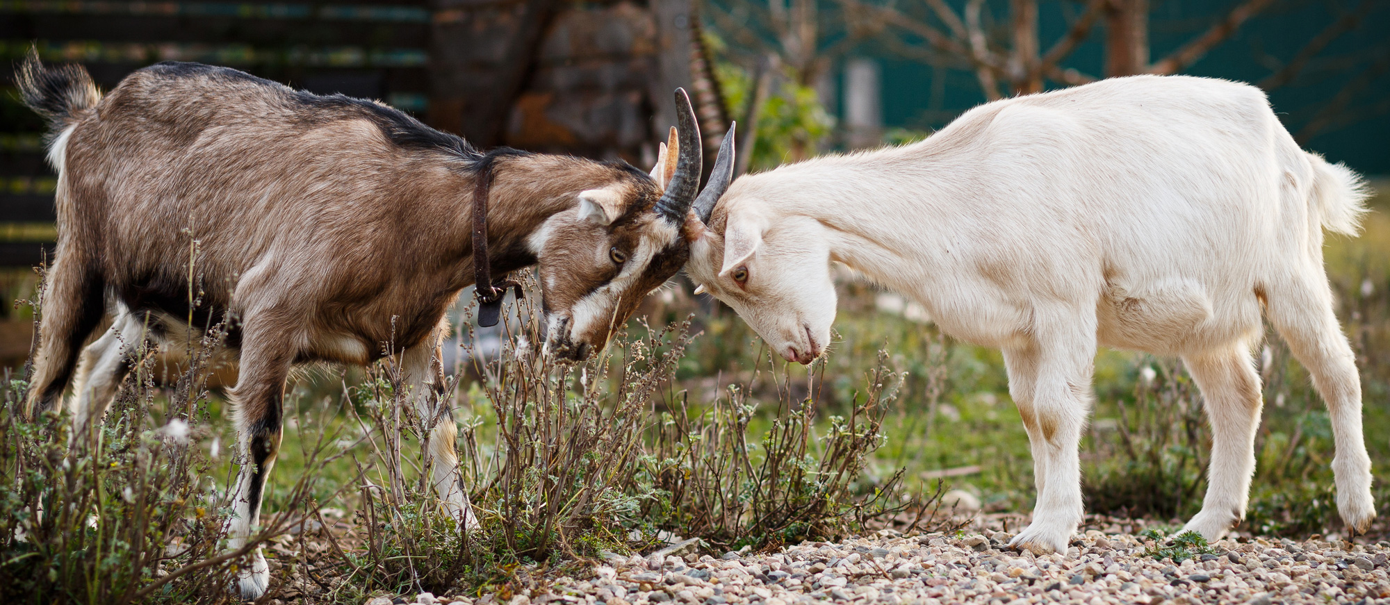 2 goats locking horns over civil ligitation dispute
